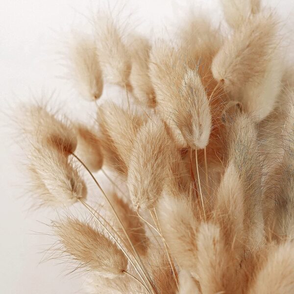 Generic Dried Bunny Tails Grass Natural